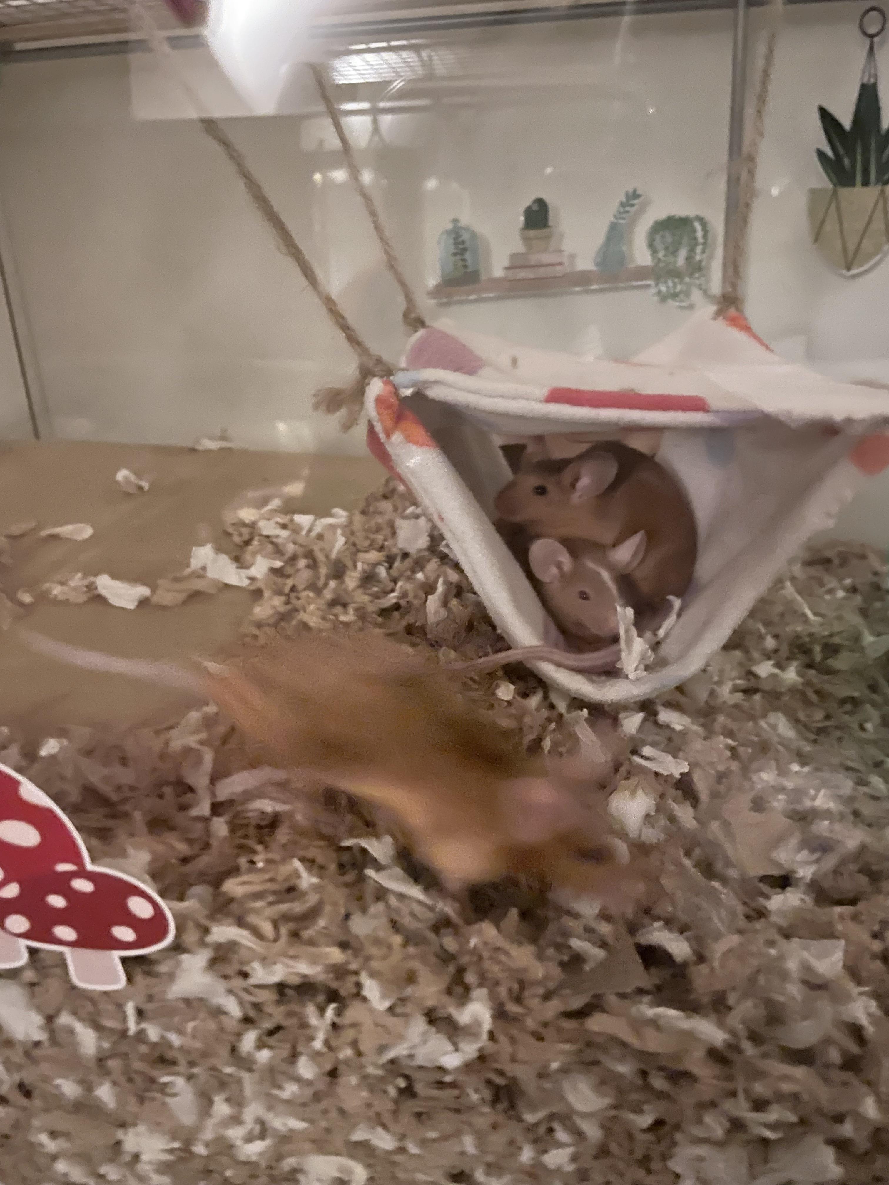 “*Gasp*, two of the mice are sitting still, time for a photo!” Third mouse: