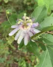 Nc piedmont native woodland plants? What grasses, flowers and other shrubs play important roles in woodland forests? 