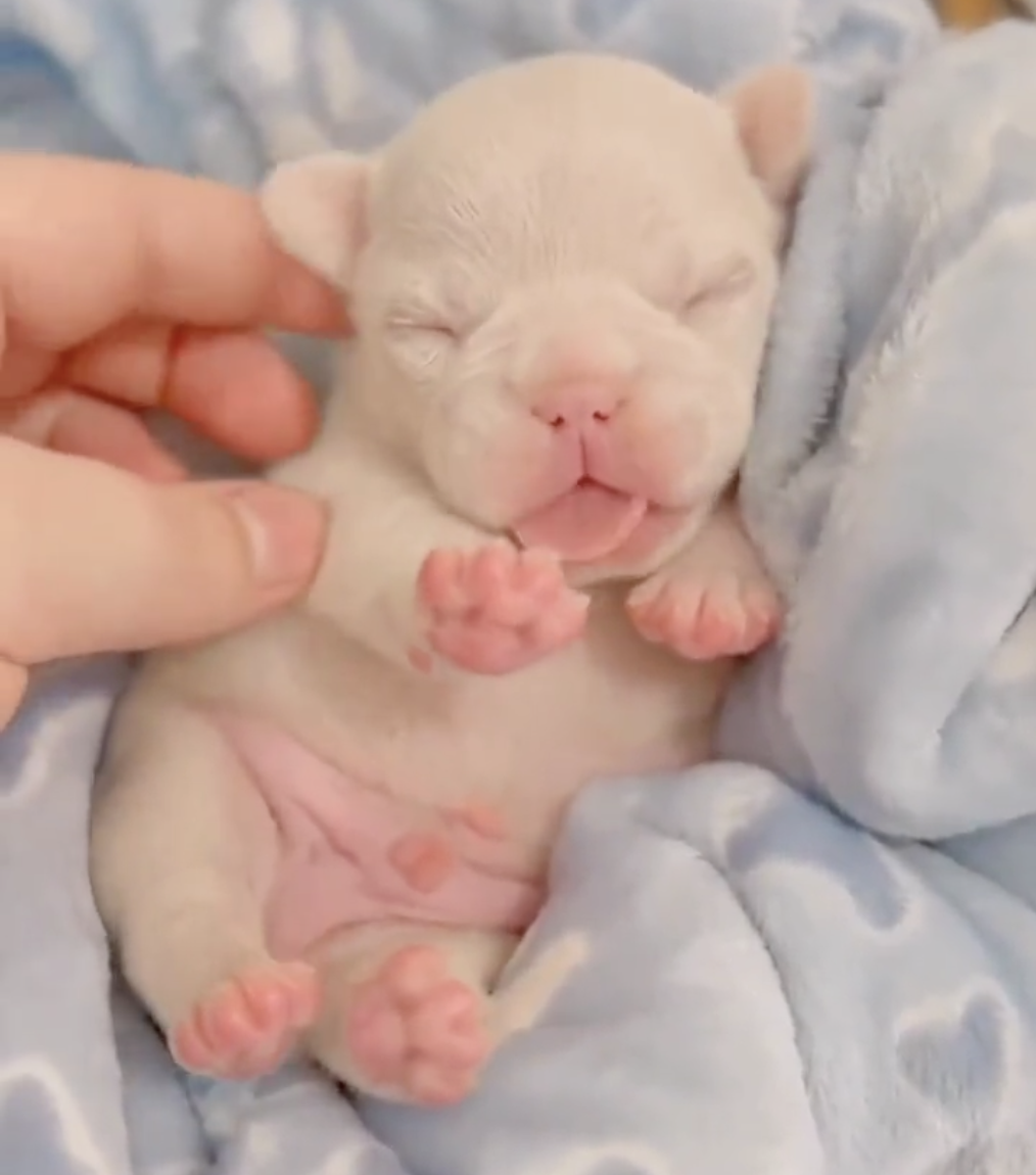 Coco enjoys tickles..