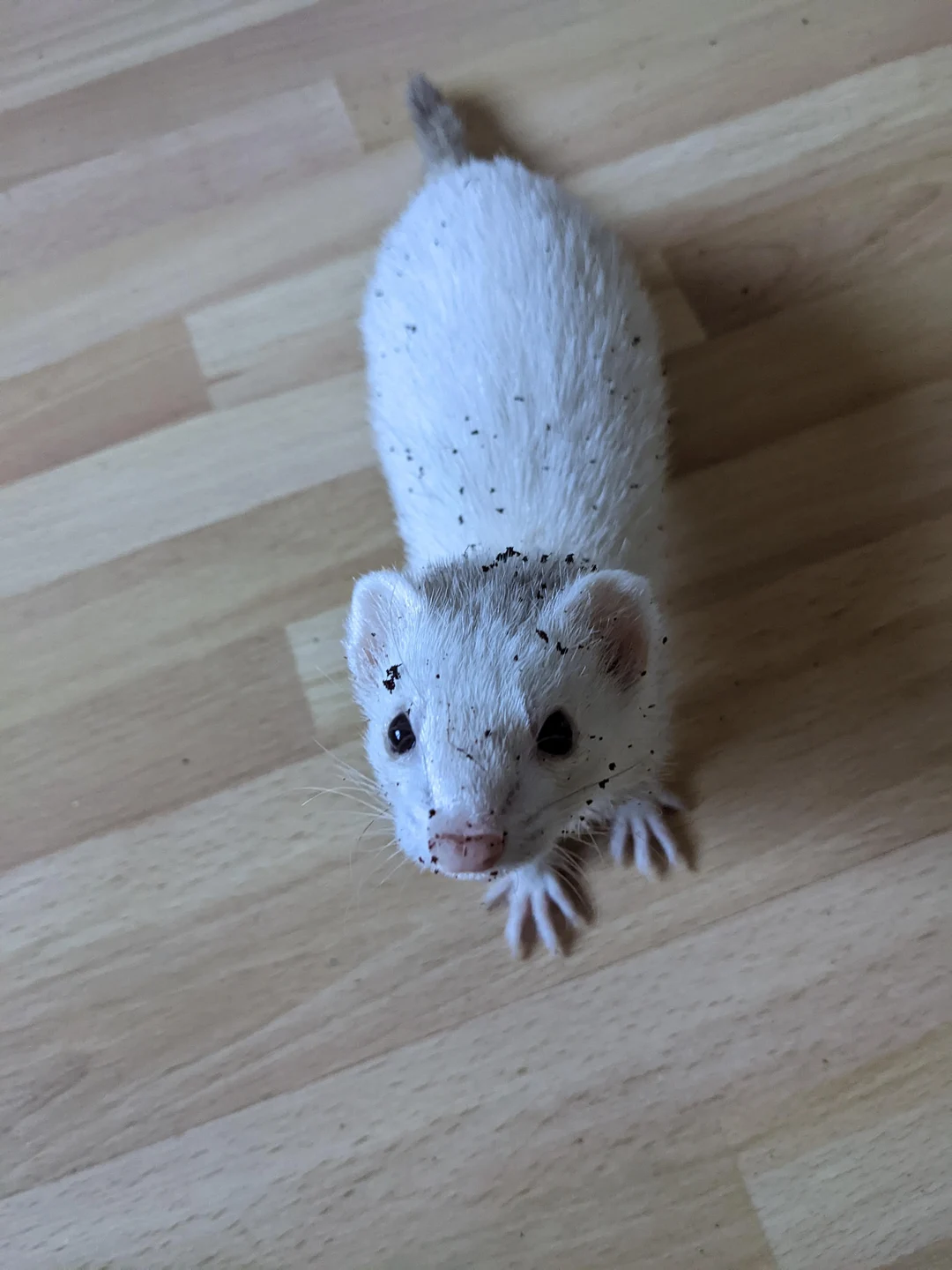 What Who S Been Digging Scrolller