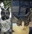my friend said my cat looks like a Harpy Eagle