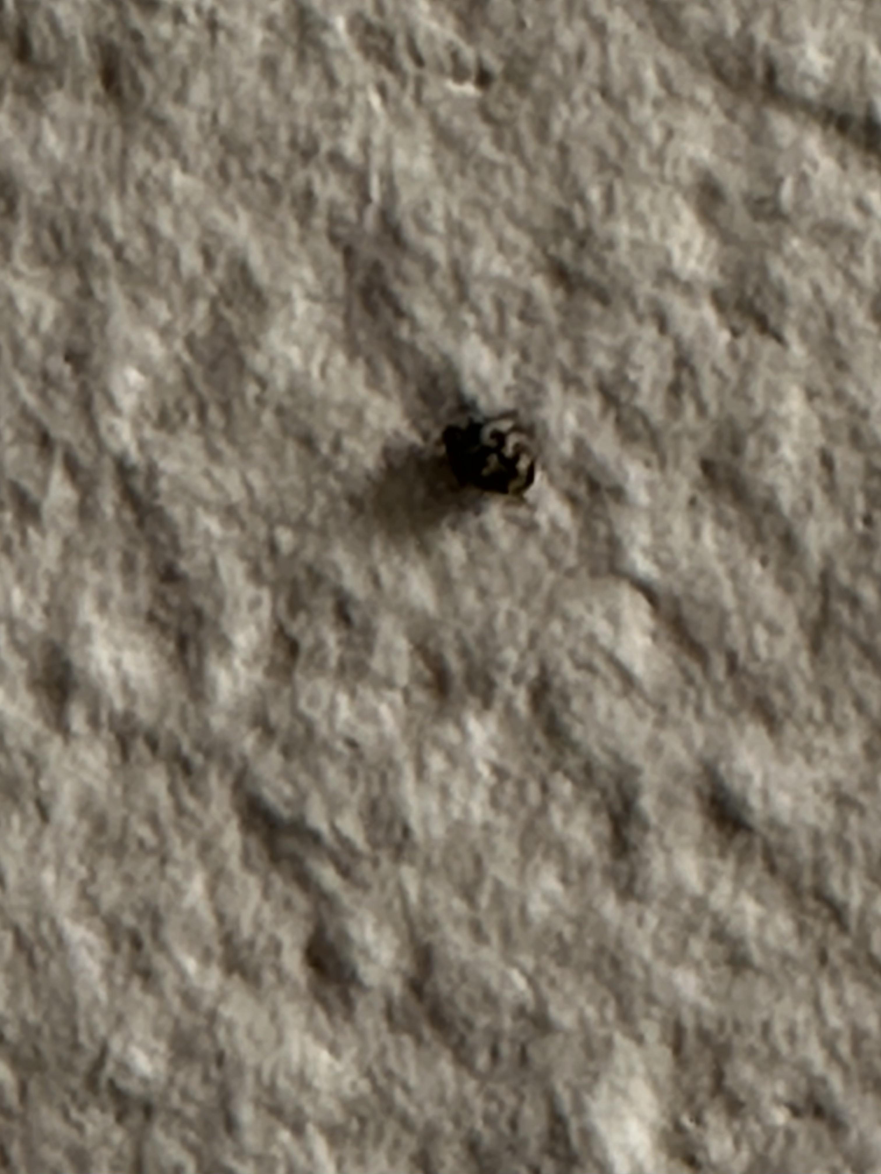 Small Round Insect Discover more like Whatisthisbug: Small round bug with stripes on my ...