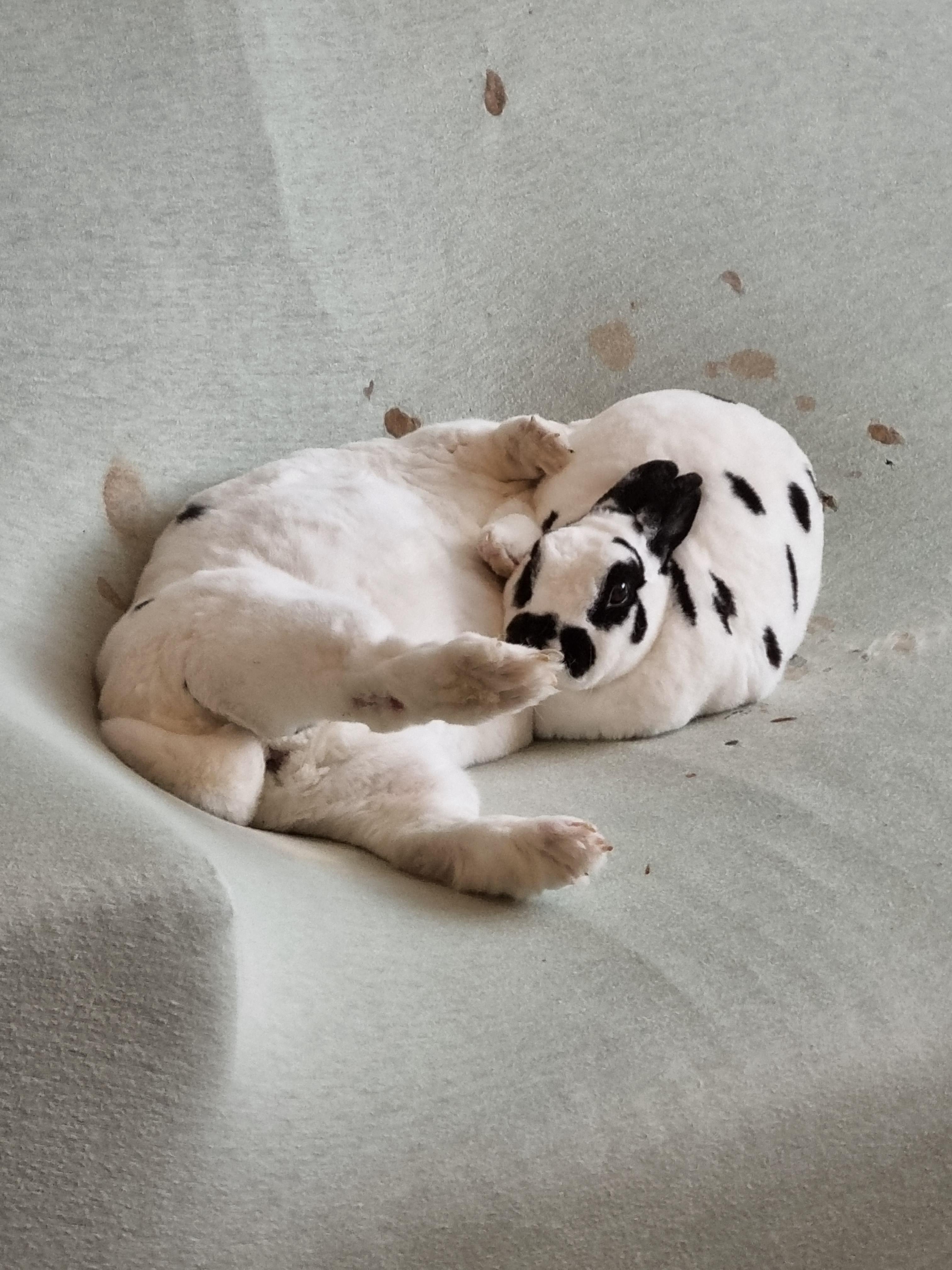 Two Dalmatian puppies sleeping together on a light-colored fabric surface.