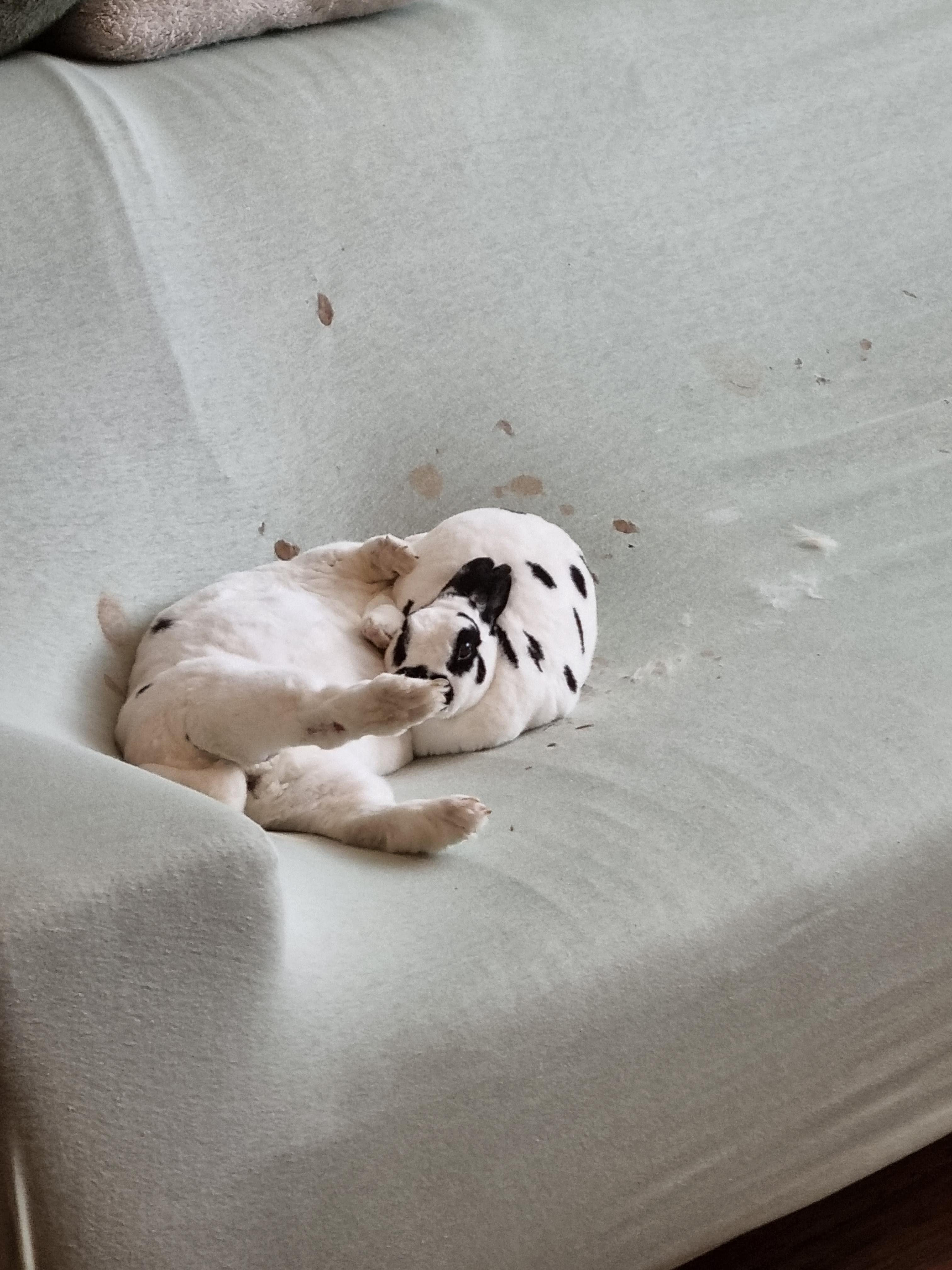 Two Dalmatian puppies sleeping together on a light-colored fabric surface.
