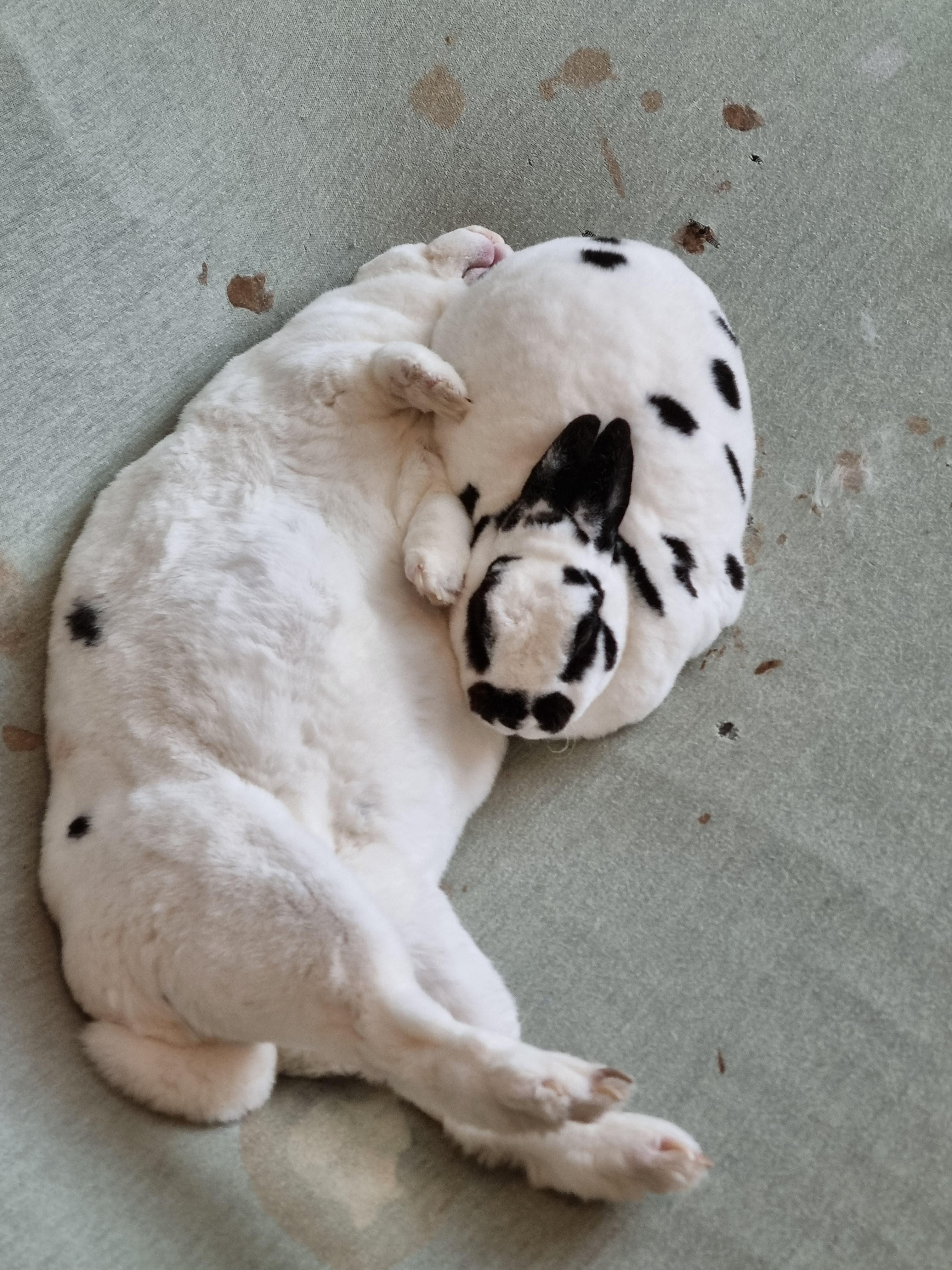 Two Dalmatian puppies sleeping together on a light-colored fabric surface.
