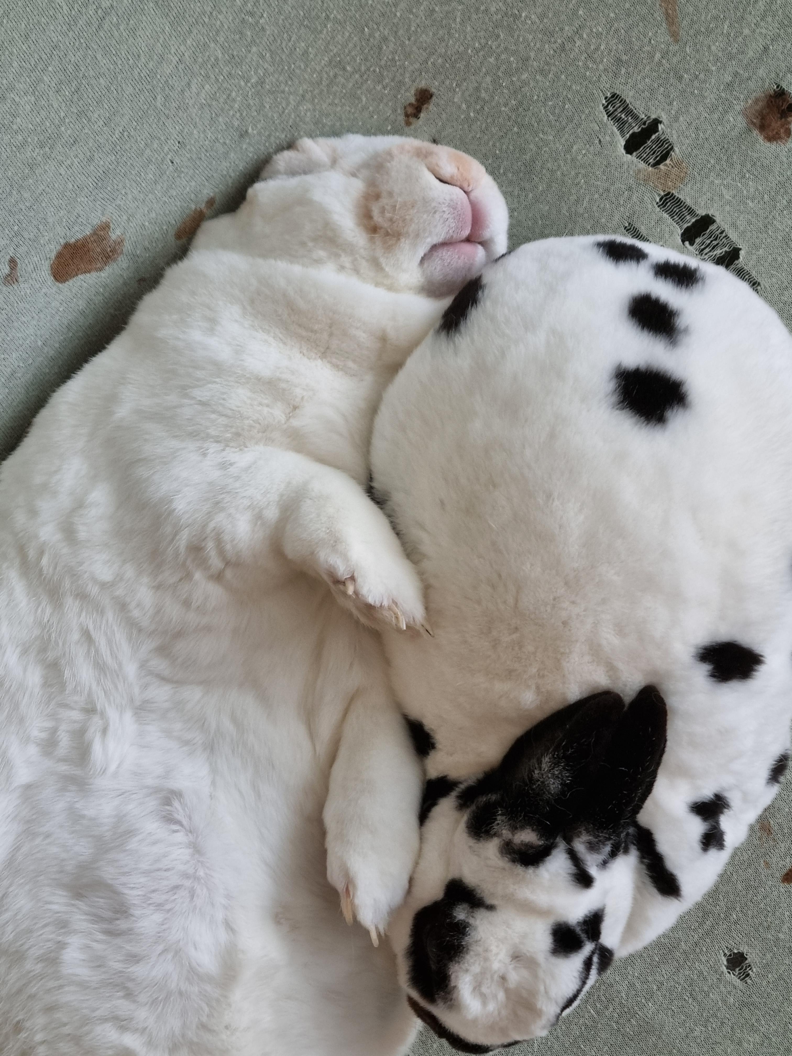 Two Dalmatian puppies sleeping together on a light-colored fabric surface.