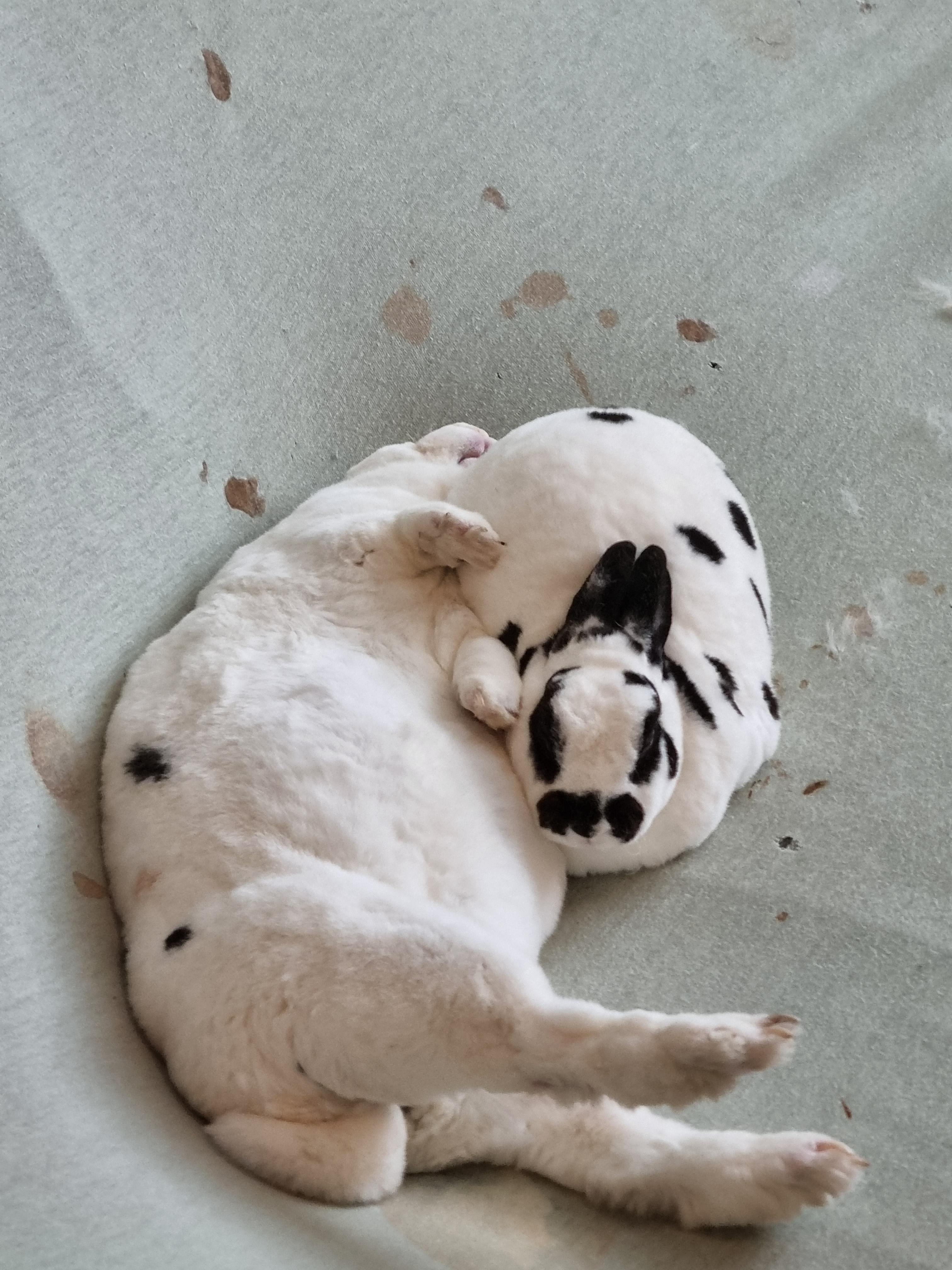 Two Dalmatian puppies sleeping together on a light-colored fabric surface.