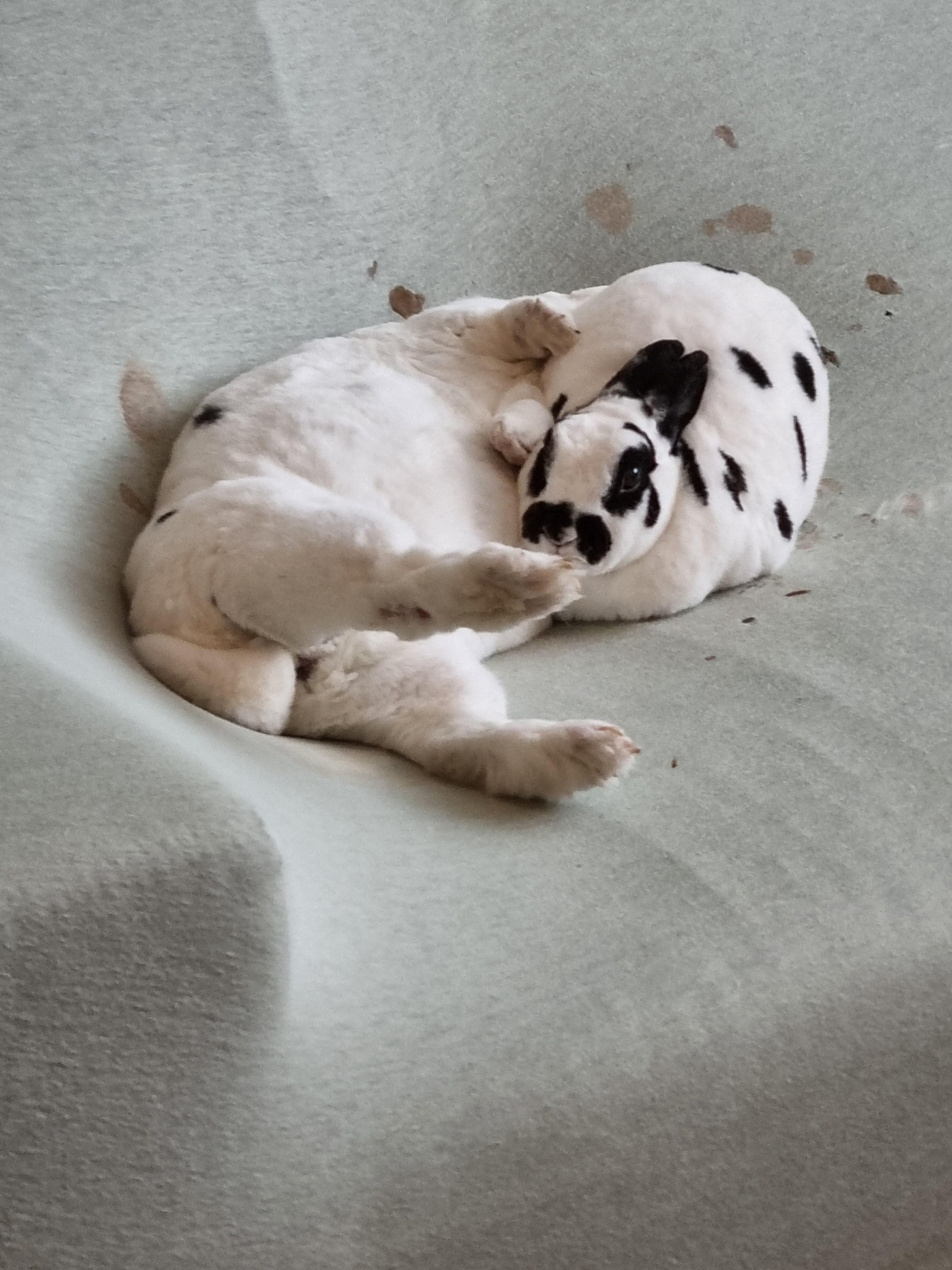 Two Dalmatian puppies sleeping together on a light-colored fabric surface.