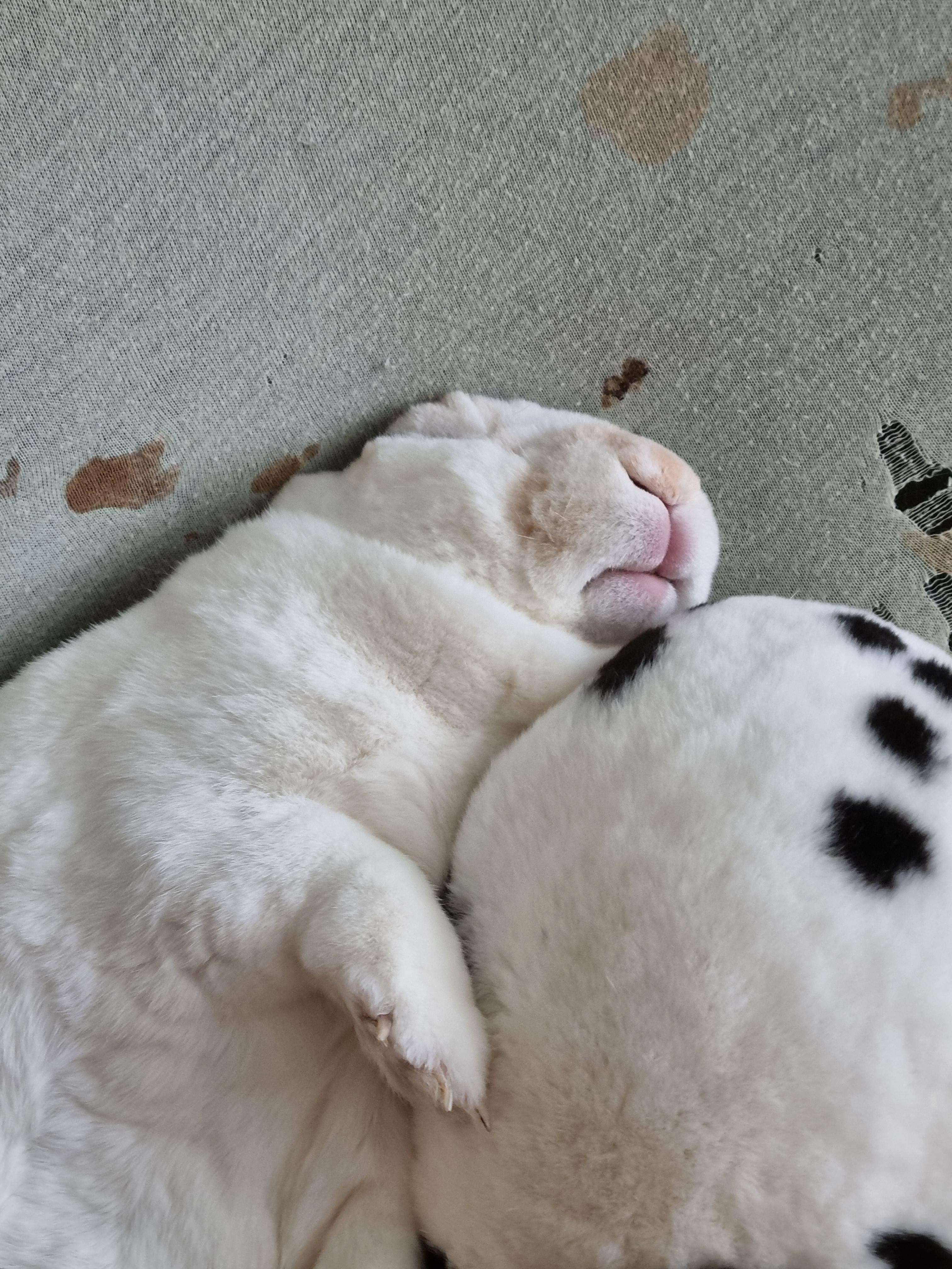 Two Dalmatian puppies sleeping together on a light-colored fabric surface.