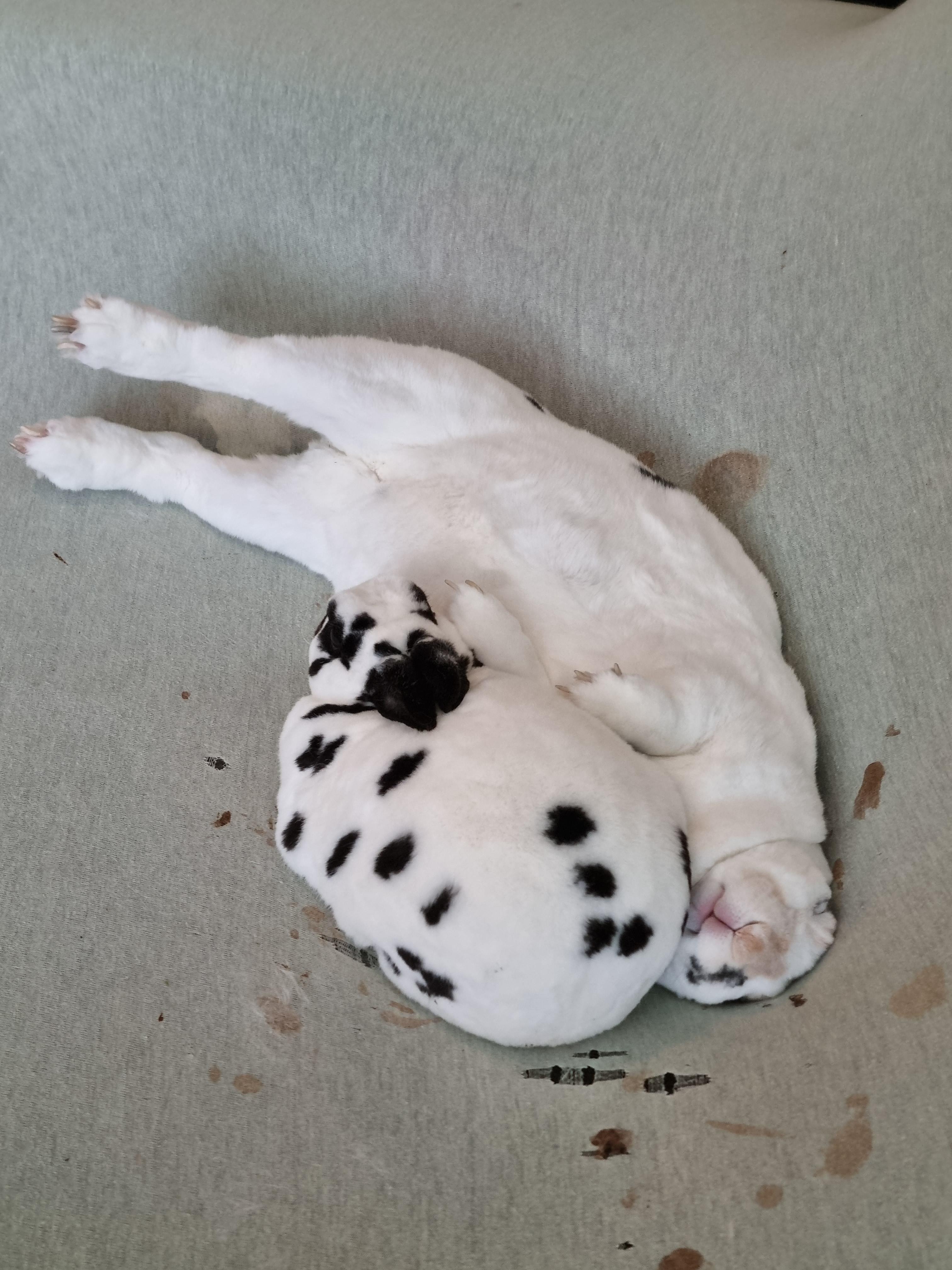 Two Dalmatian puppies sleeping together on a light-colored fabric surface.
