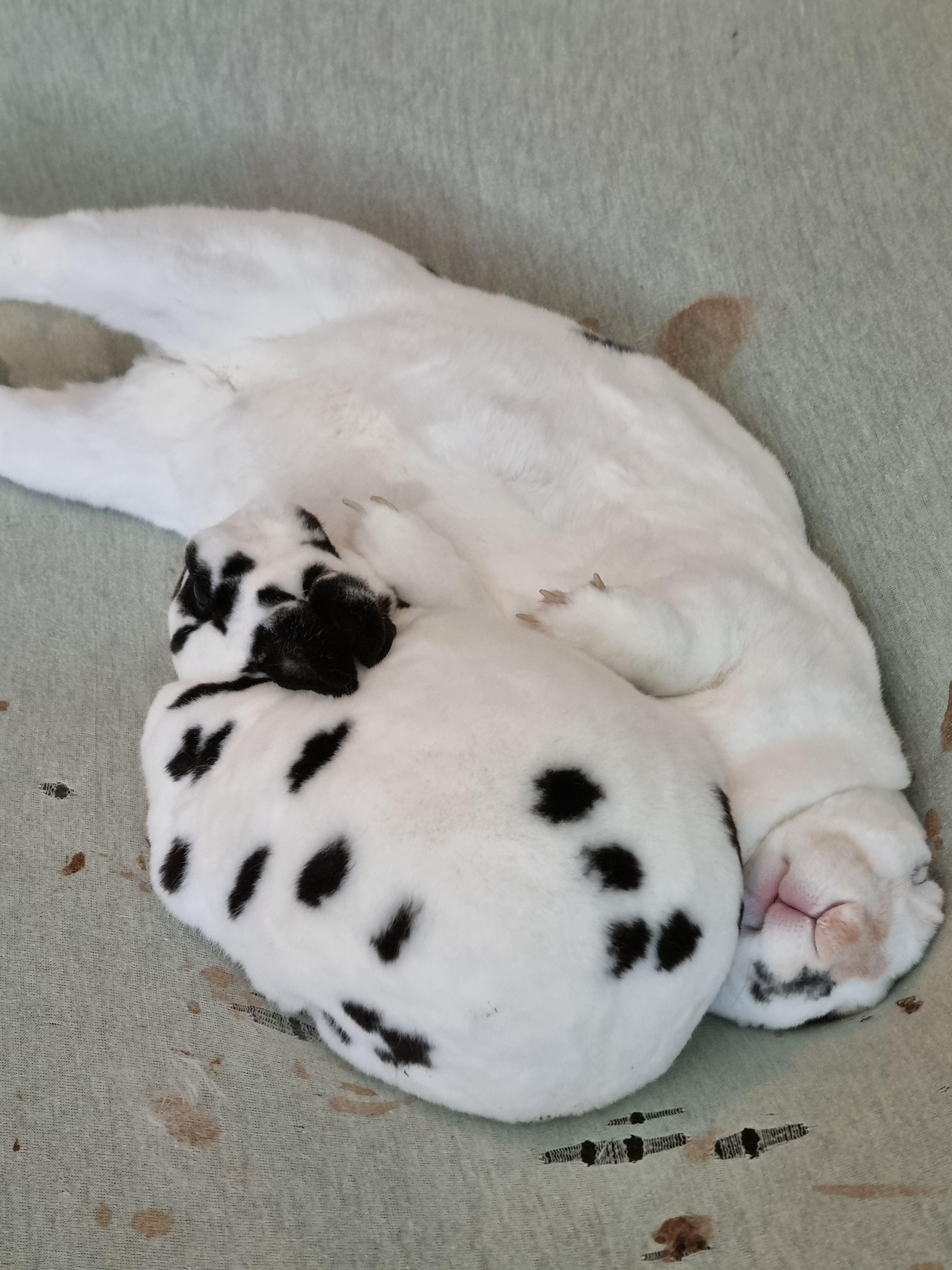 Two Dalmatian puppies sleeping together on a light-colored fabric surface.