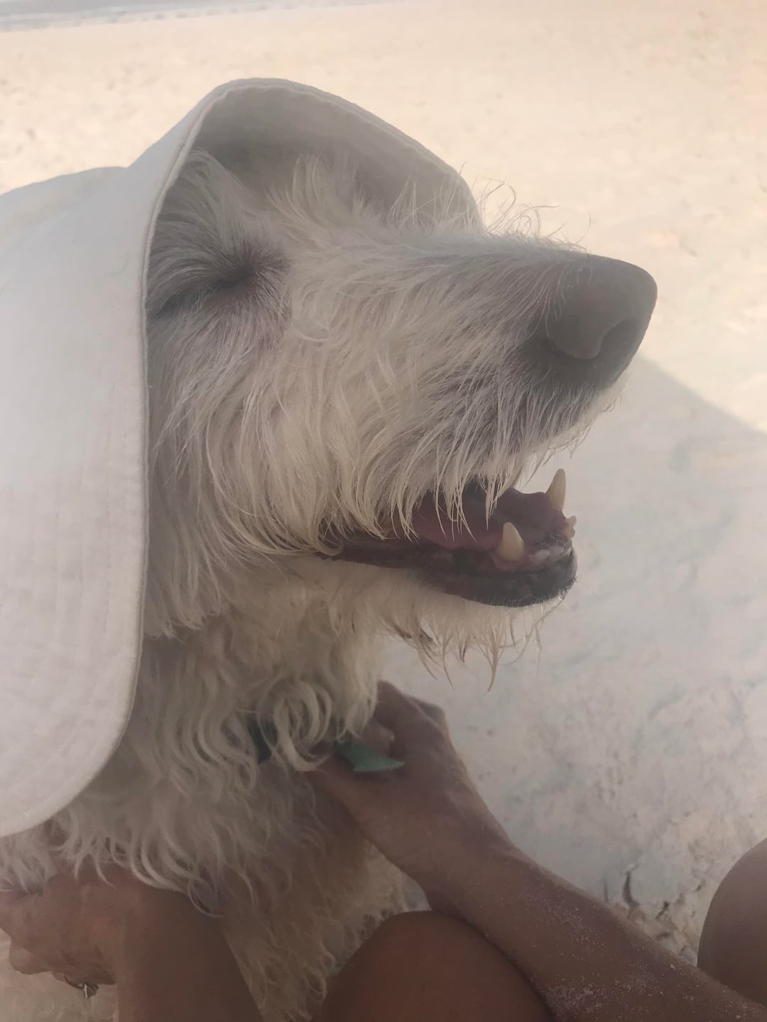 animalssmiling