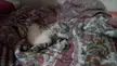Two pictures of my beautiful standard fat cat for you to behold.