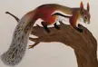A drawing of a tufted ground squirrel