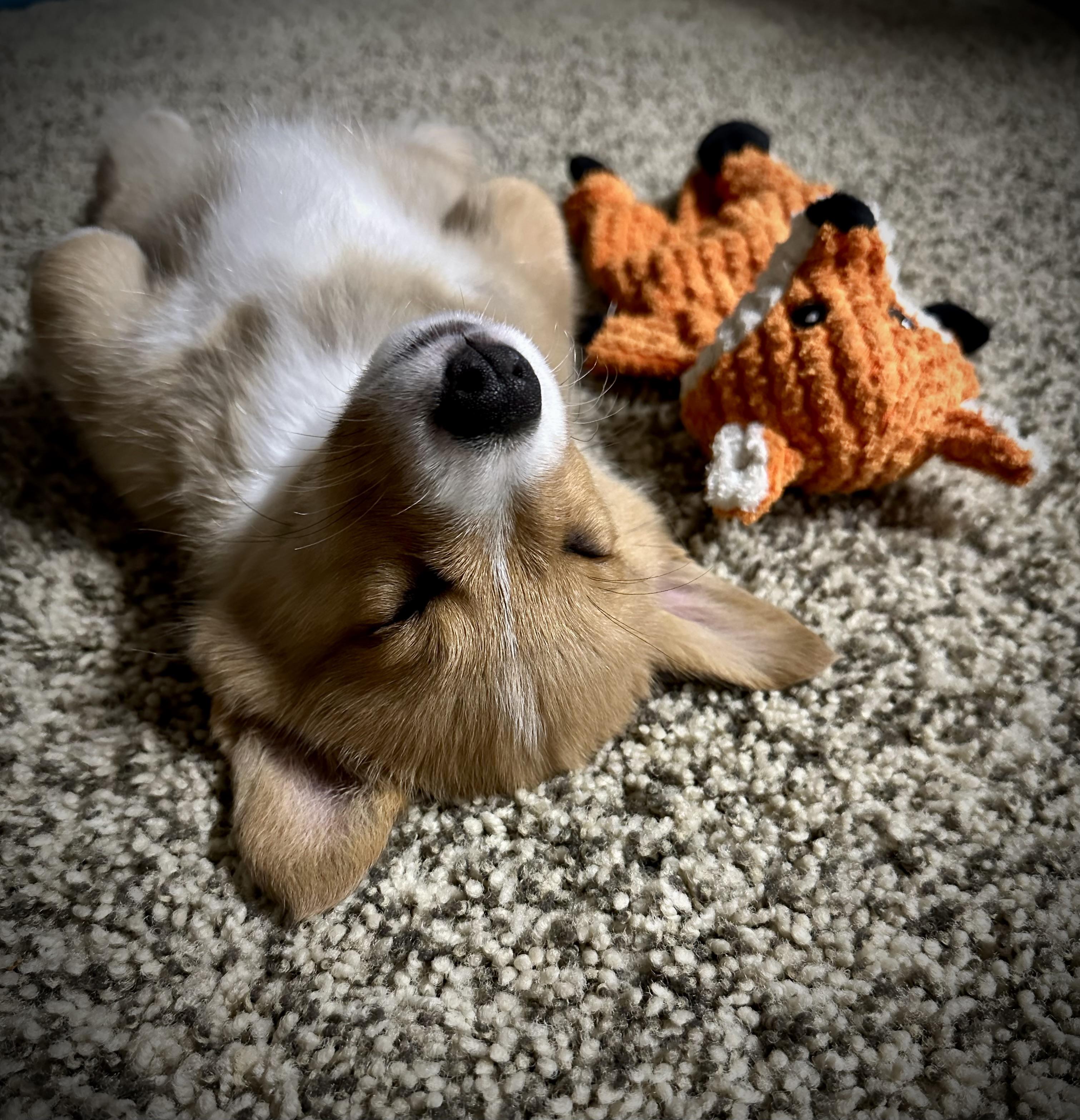 Sleepy pup | Scrolller