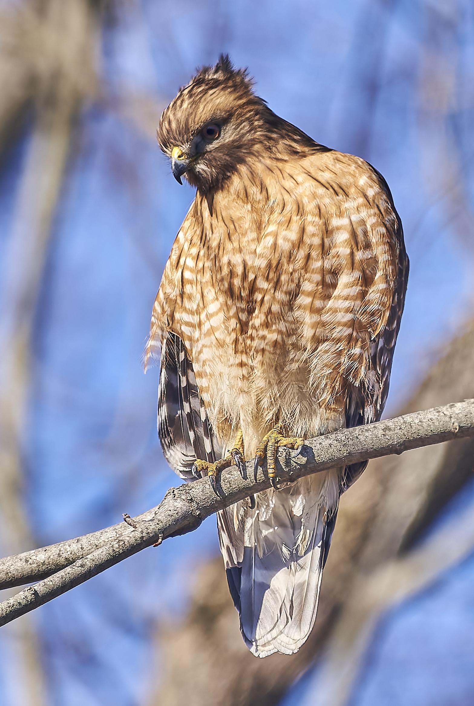 bad hair day for red shouldered hawk: looks like he's been working on his pecs at the gym