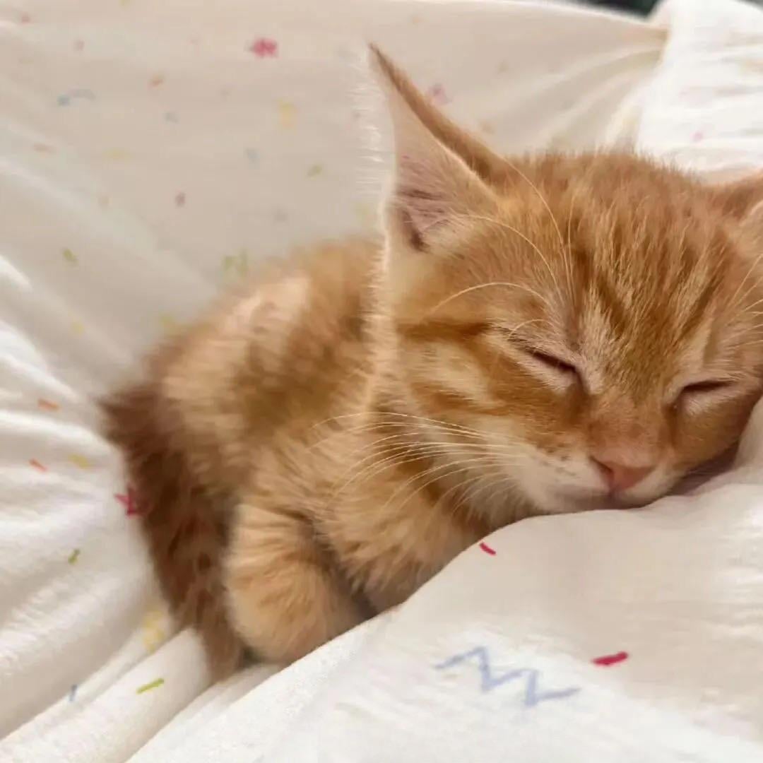 kitty