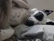 Doc sleeping like he pays rent