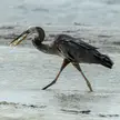 Great Blue Heron Gets Sushi to Go