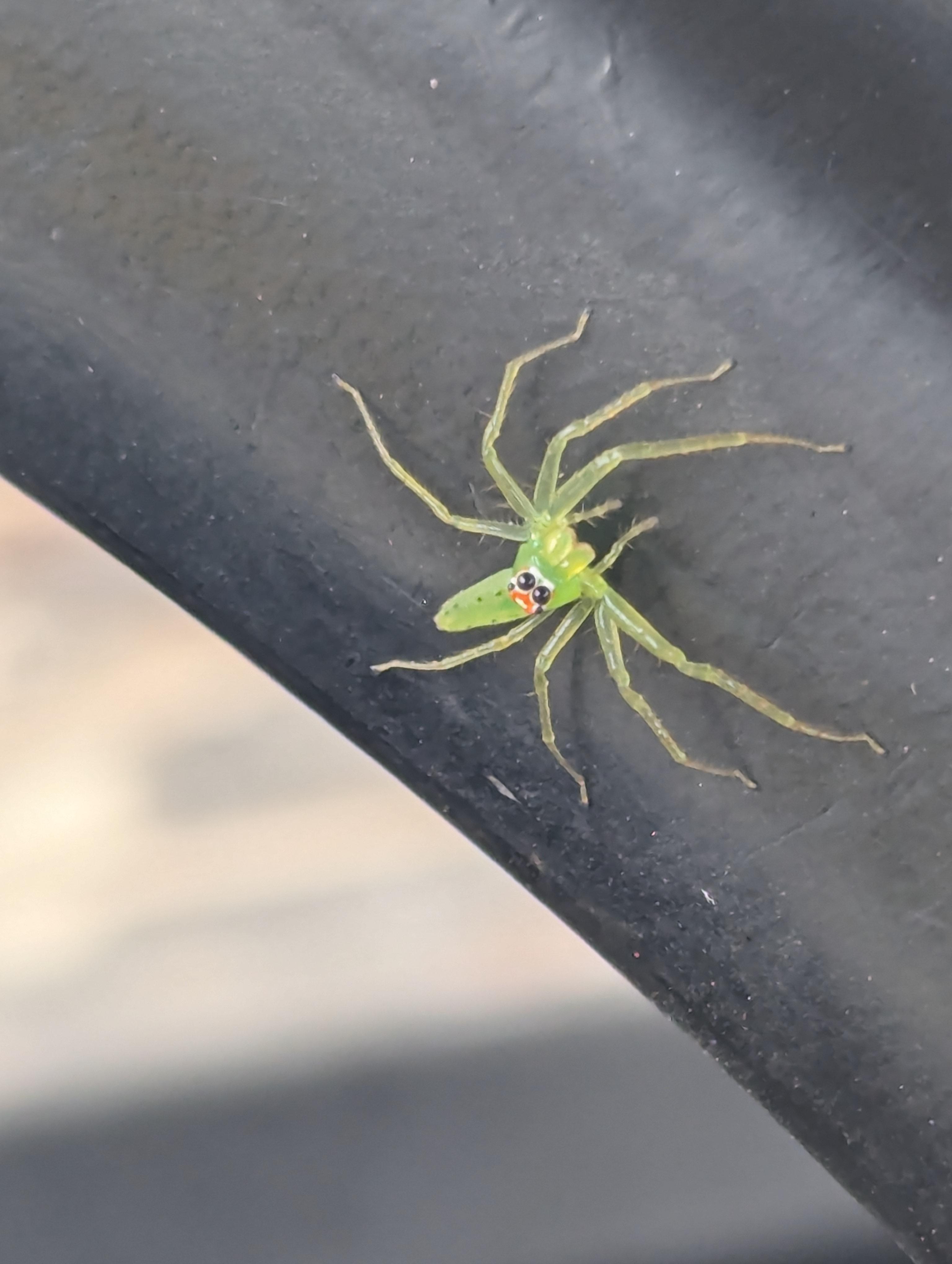 A magnolia green jumper, nature's little wonder.