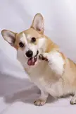 This Cute Pembroke Welsh Corgi 🐶 