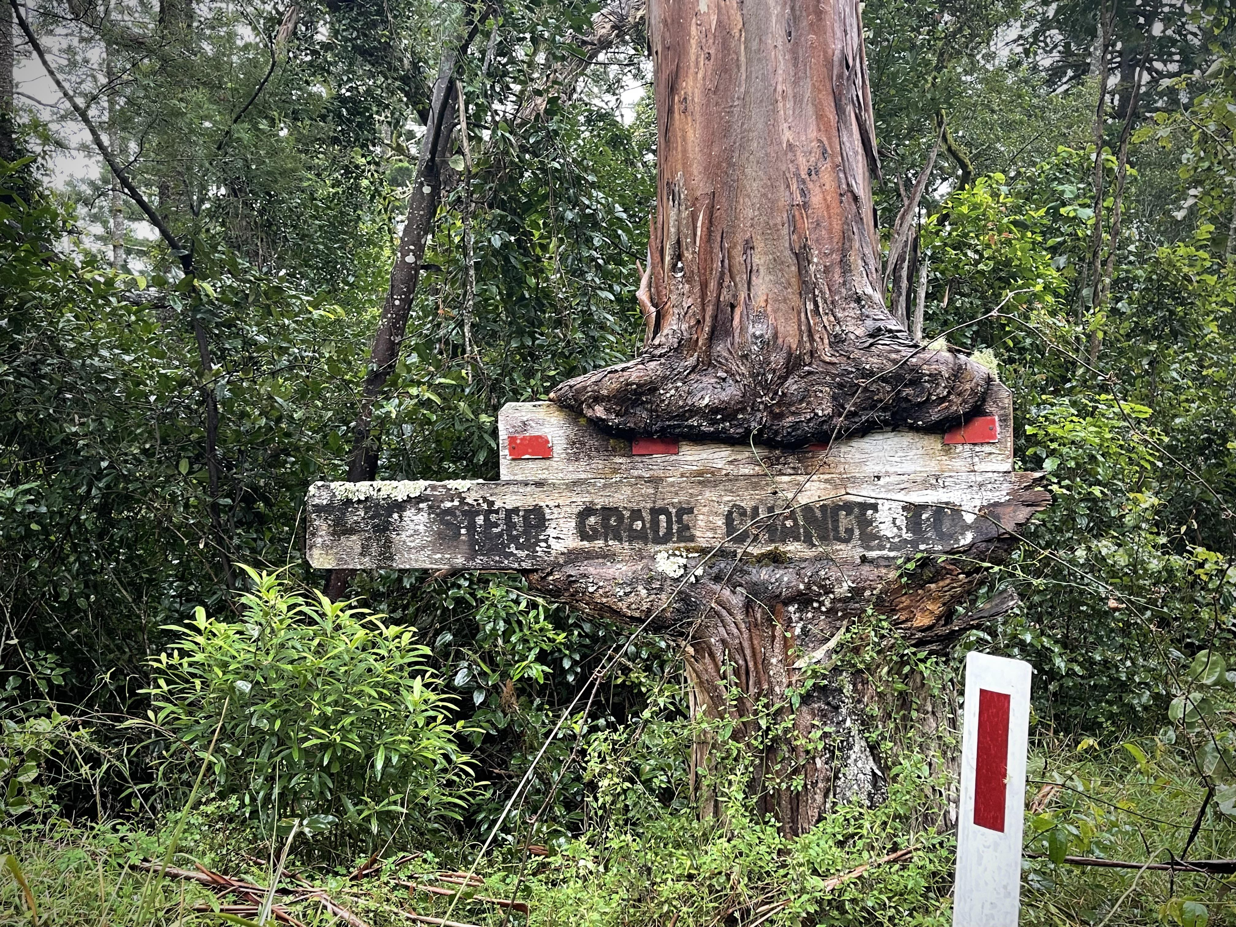 Tree eating a sign! | Scrolller