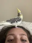 A cute cockatiel with grey and white feathers perched on a person's forehead in a close-up selfie.