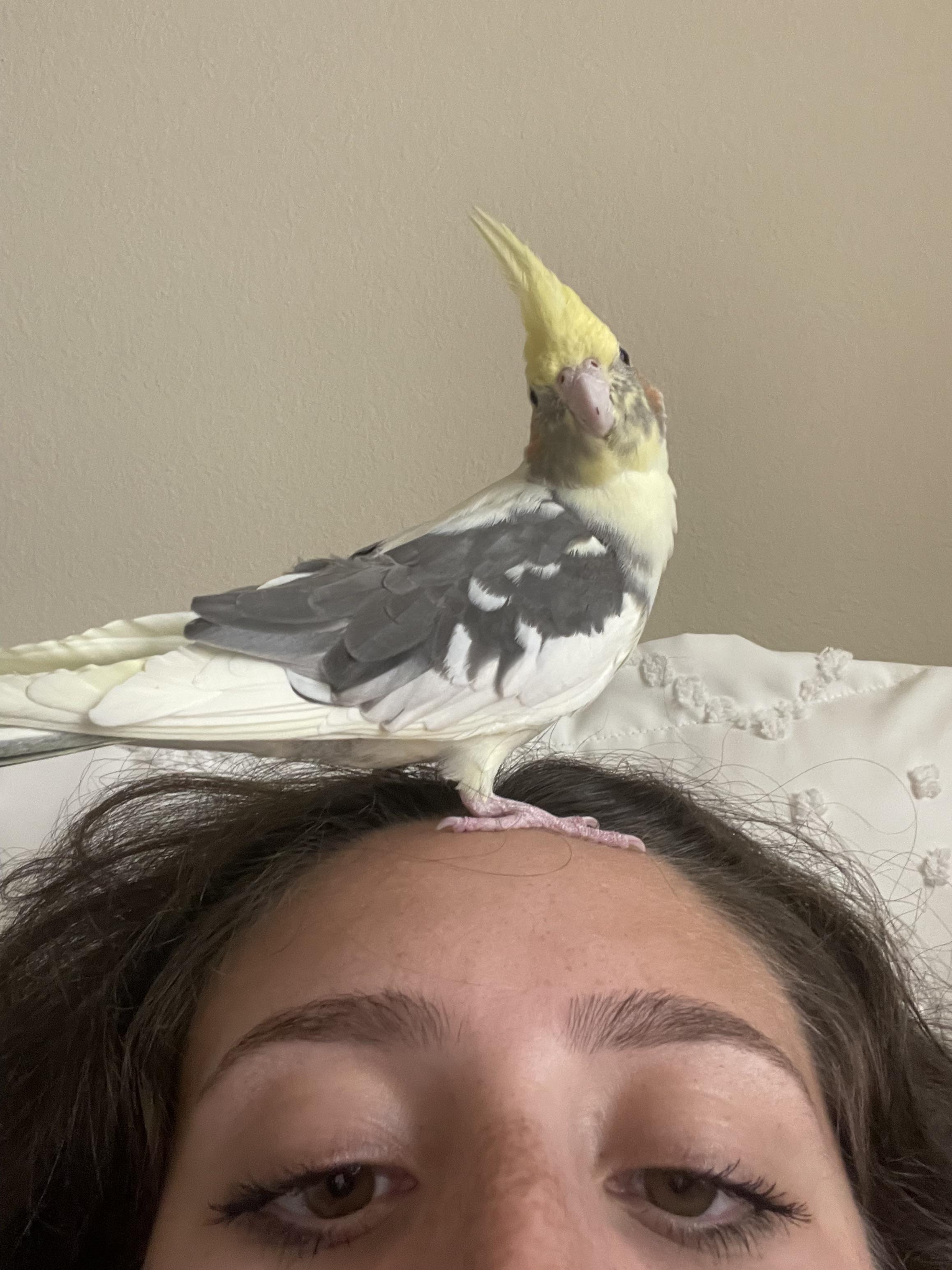 Surprised I haven’t found poop in my hair