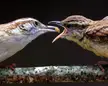 Carolina Wren feeding a baby, Cary NC