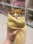 Purrito Cat Wraps Are