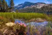 Wildflowers with a view, Tuolumne Meadows , Yosemite. [OC][960x639]