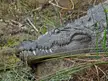 A Mugger Crocodile basking... and watching