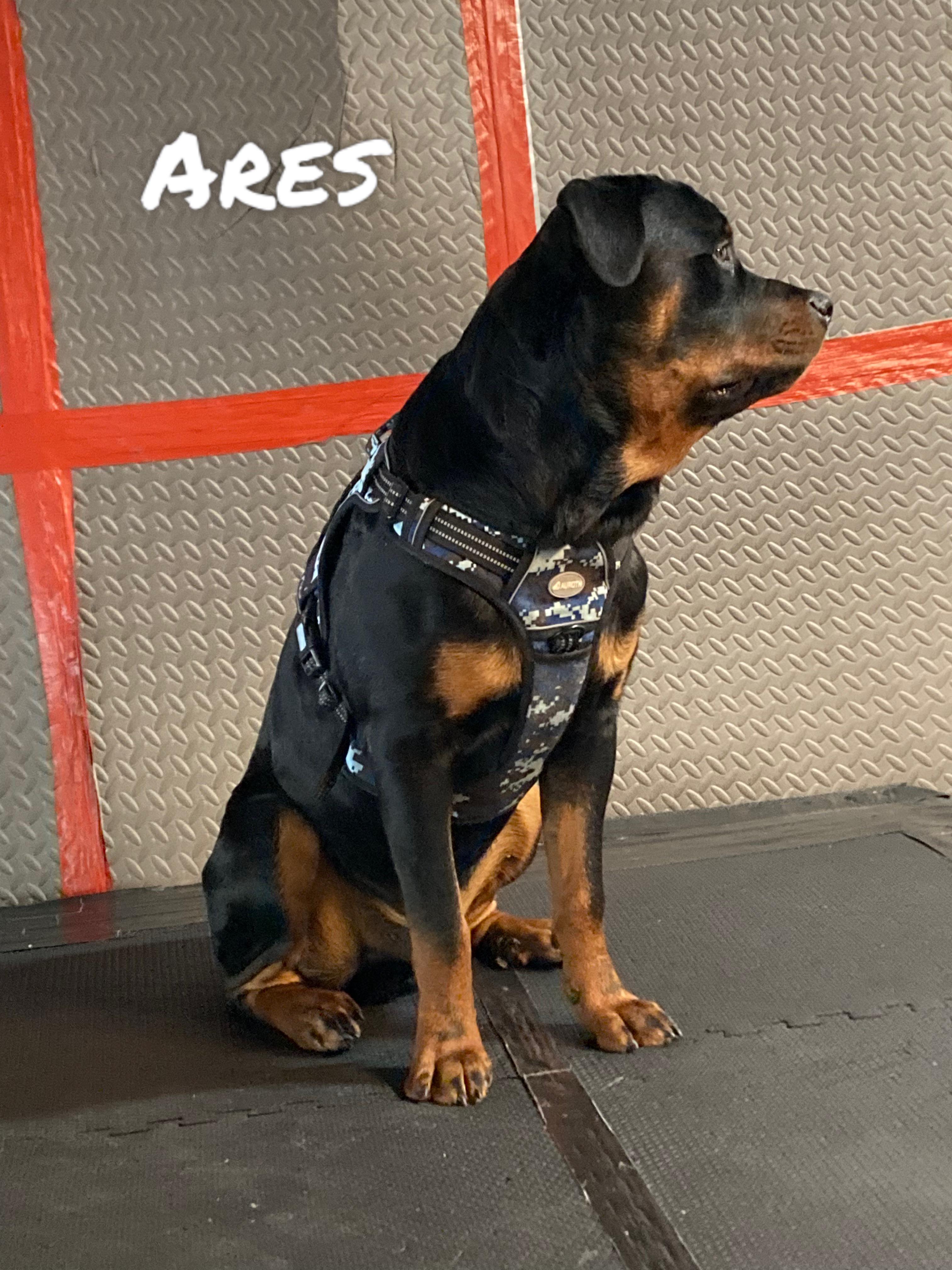 Ares (god of war, dog of war) 9 month old American Rottweiler