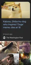 goodbye doge