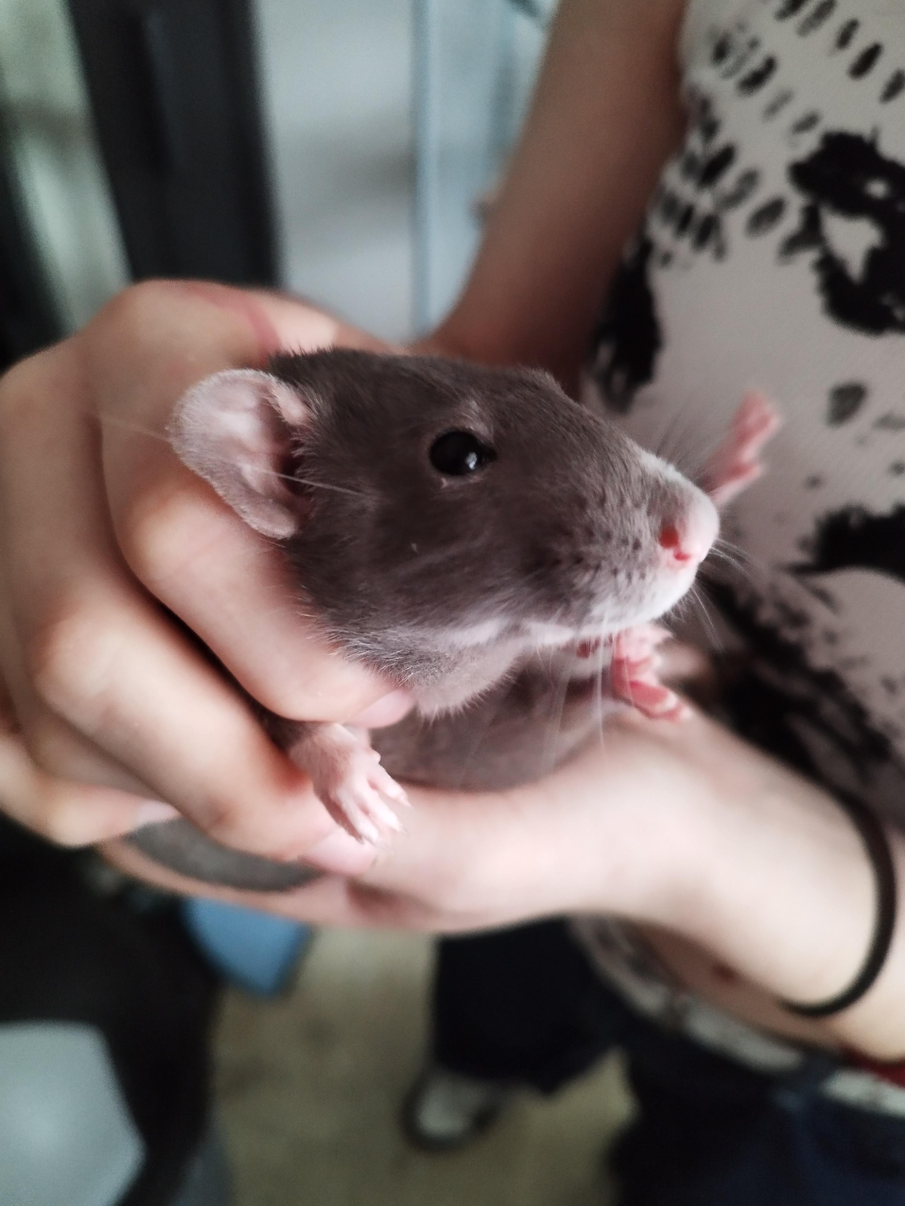 Rat has blood inside her nose but no nosebleed