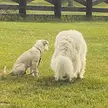 My big floof teaching the new pup how to guard the yard.