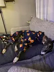 The Winter Jammies