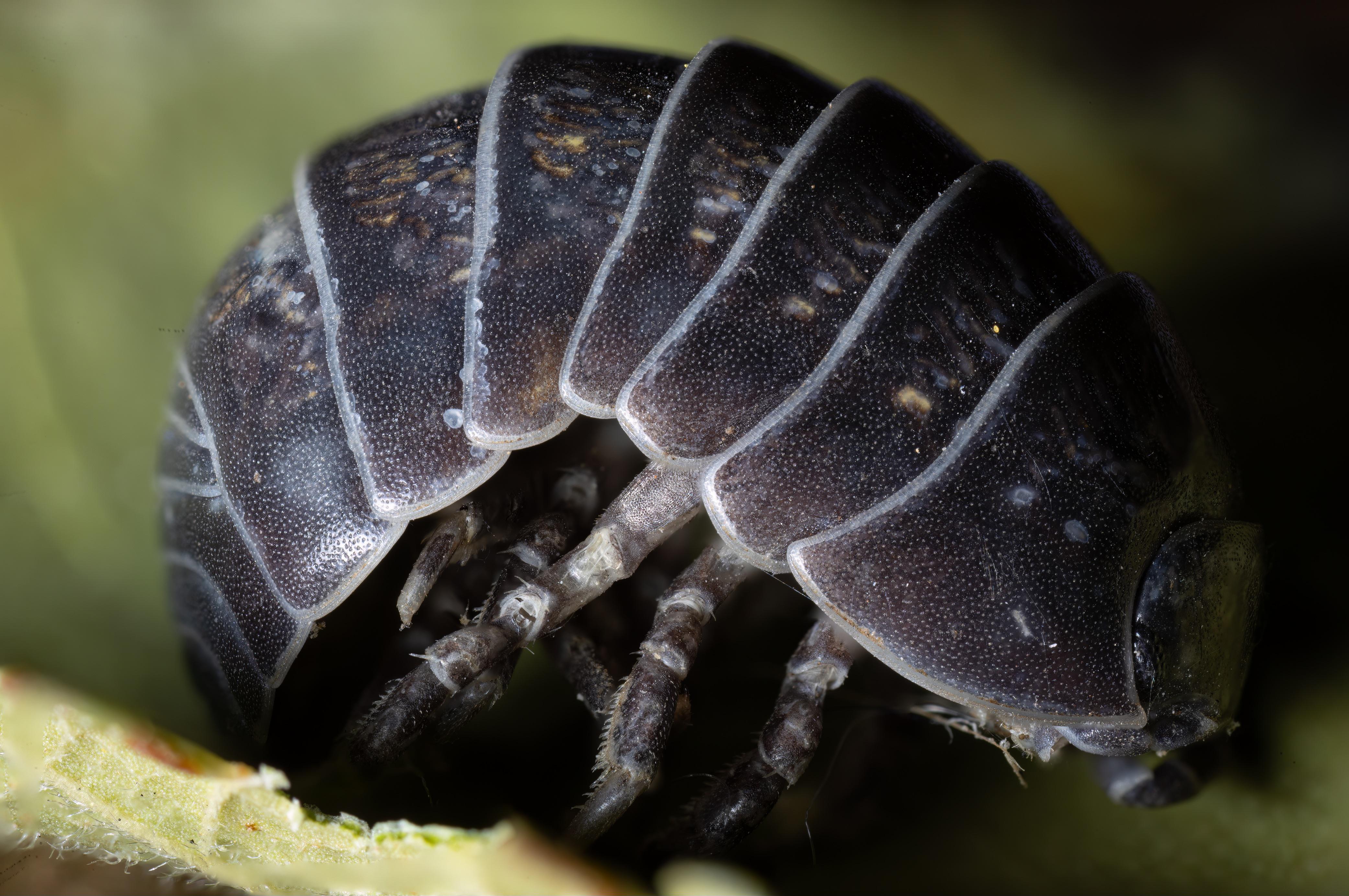 Pill Bug aka Roly-Poly aka Armadillo Bug