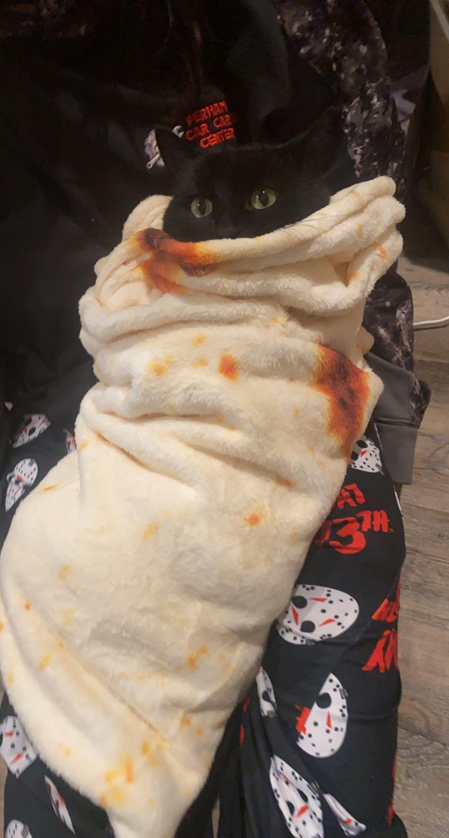 My friends burrito cat