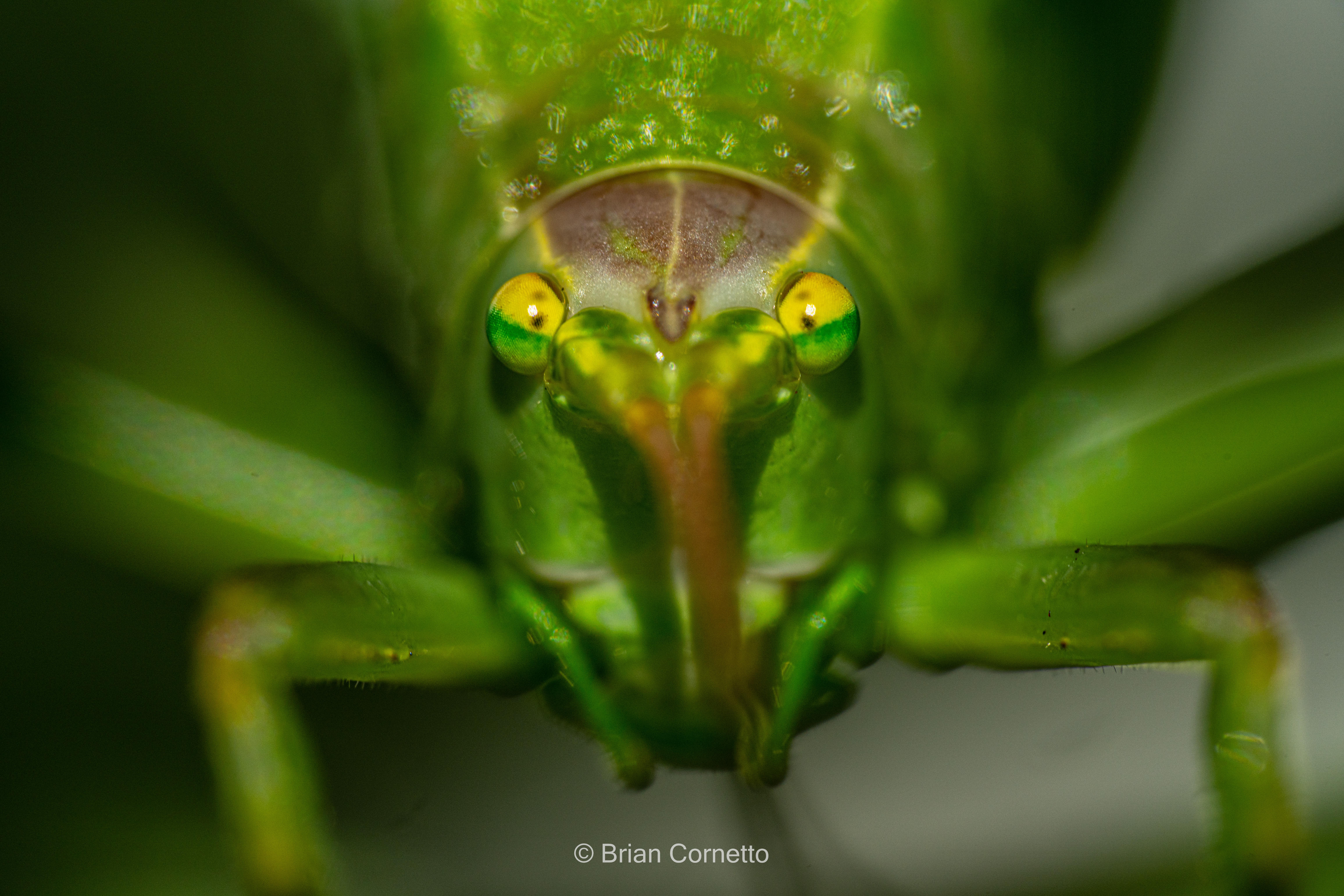 My First Katydid of the year - it's body was about thumb size