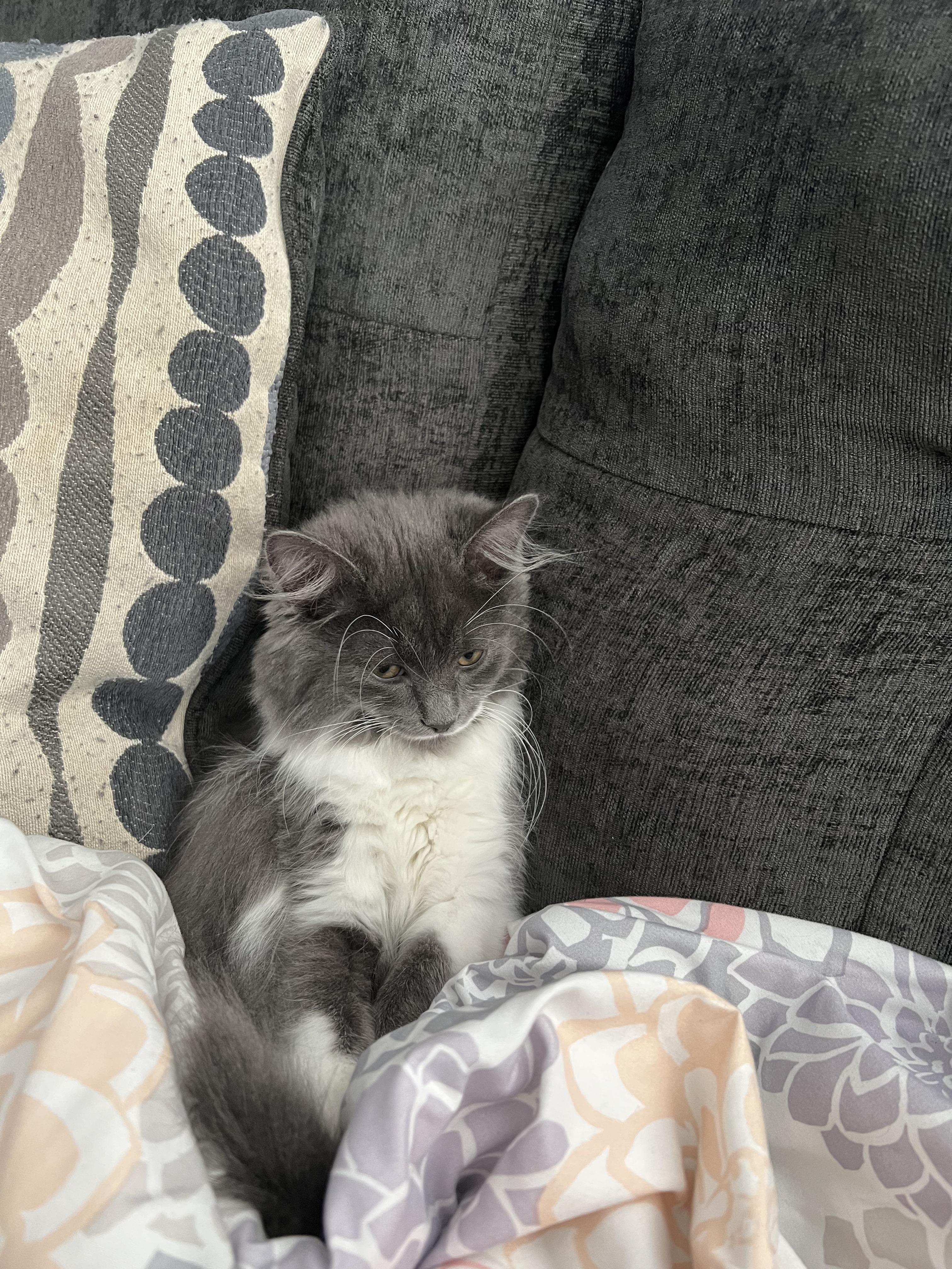 Caught her sleeping like this lol