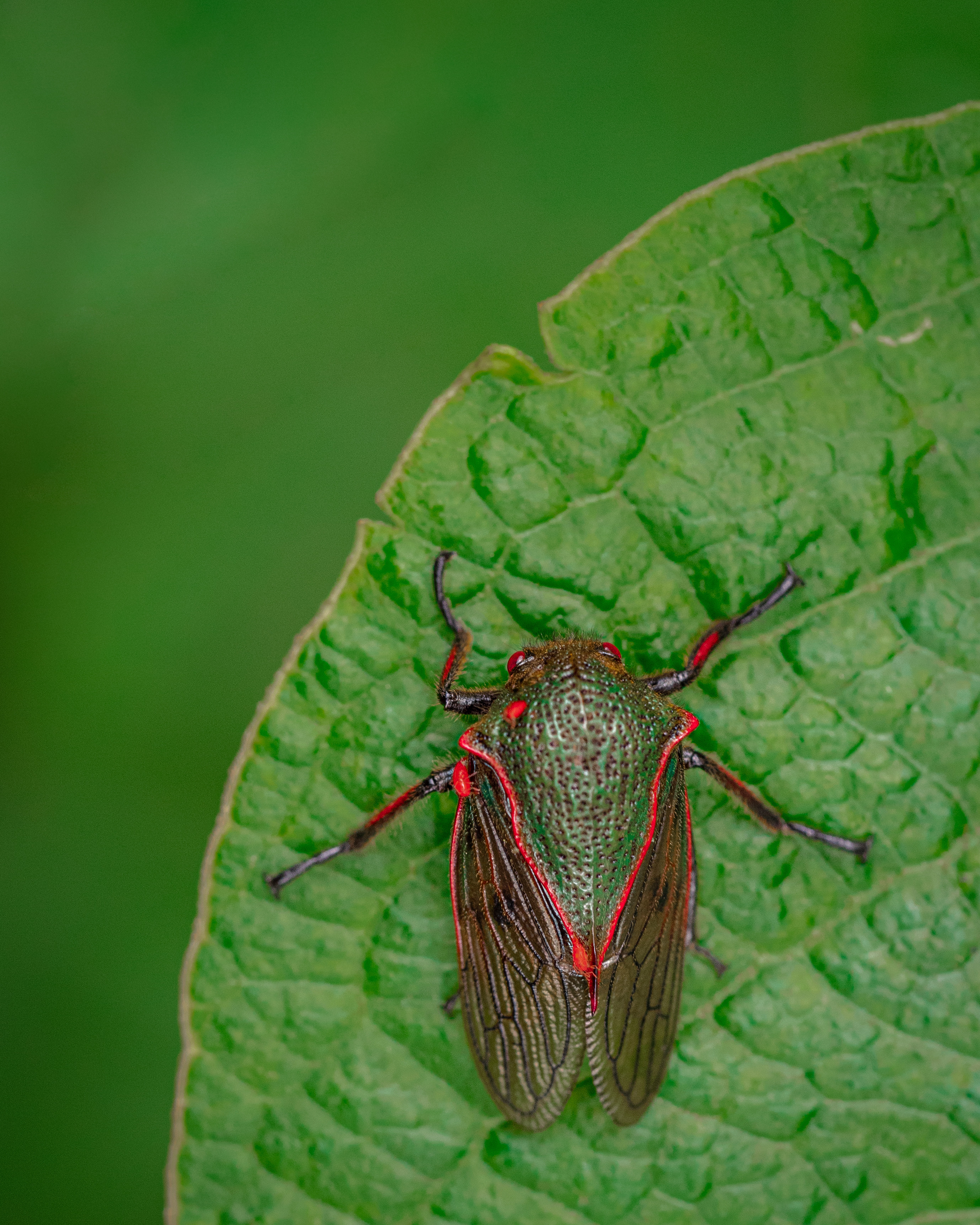 Amazon treehopper [OC] | Scrolller