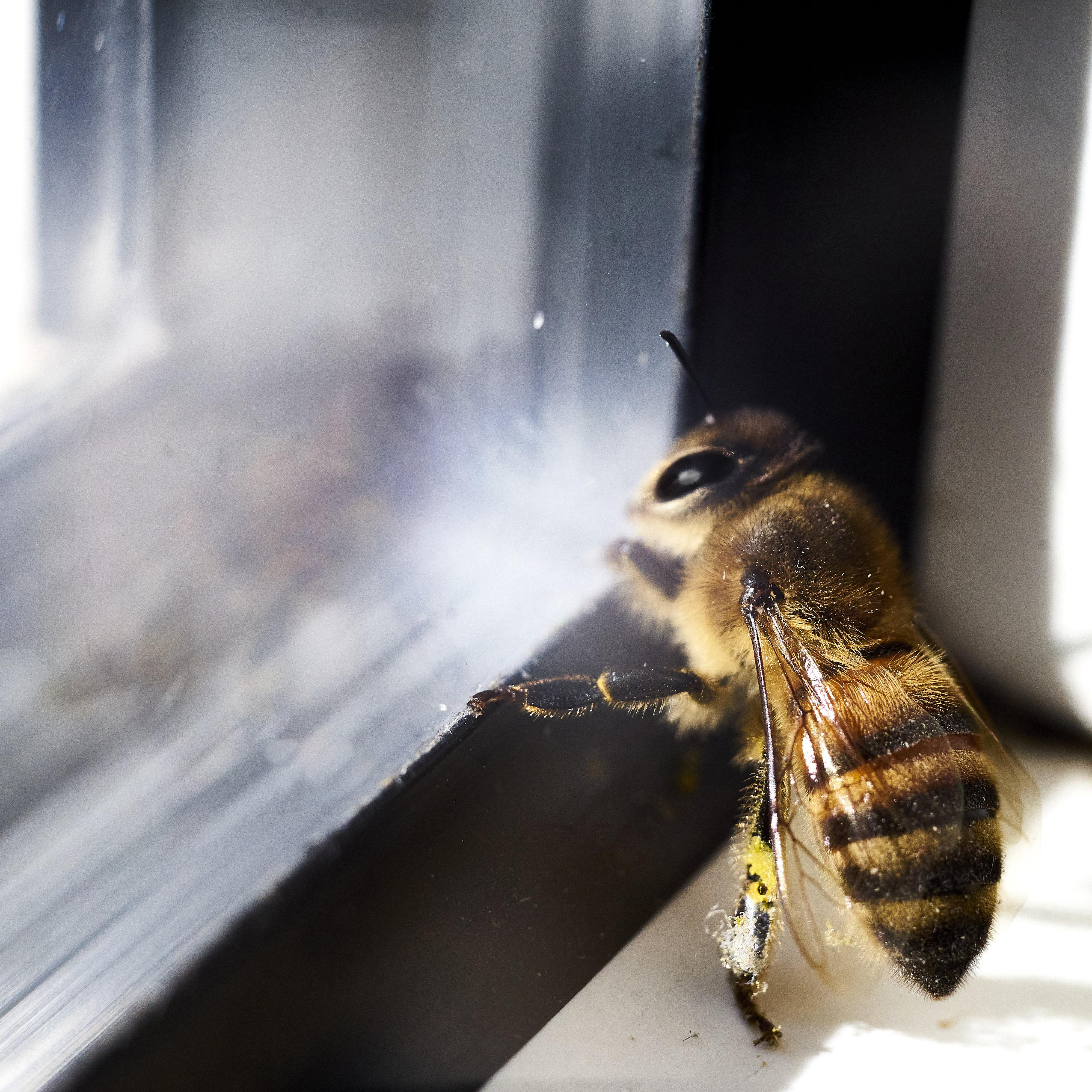 Bee looking outside