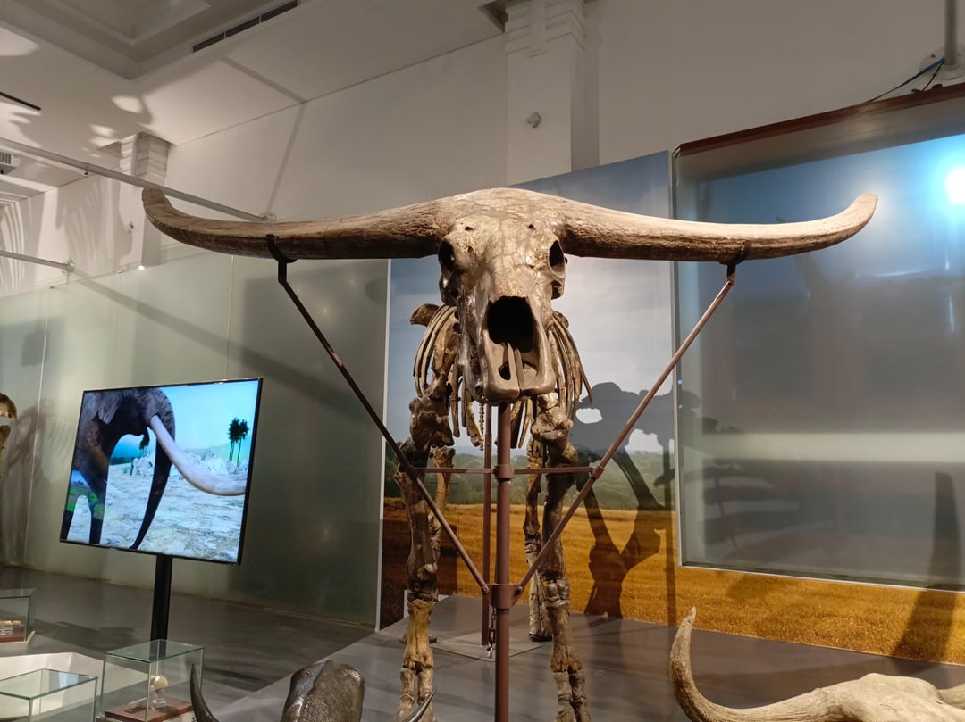 pleistocene