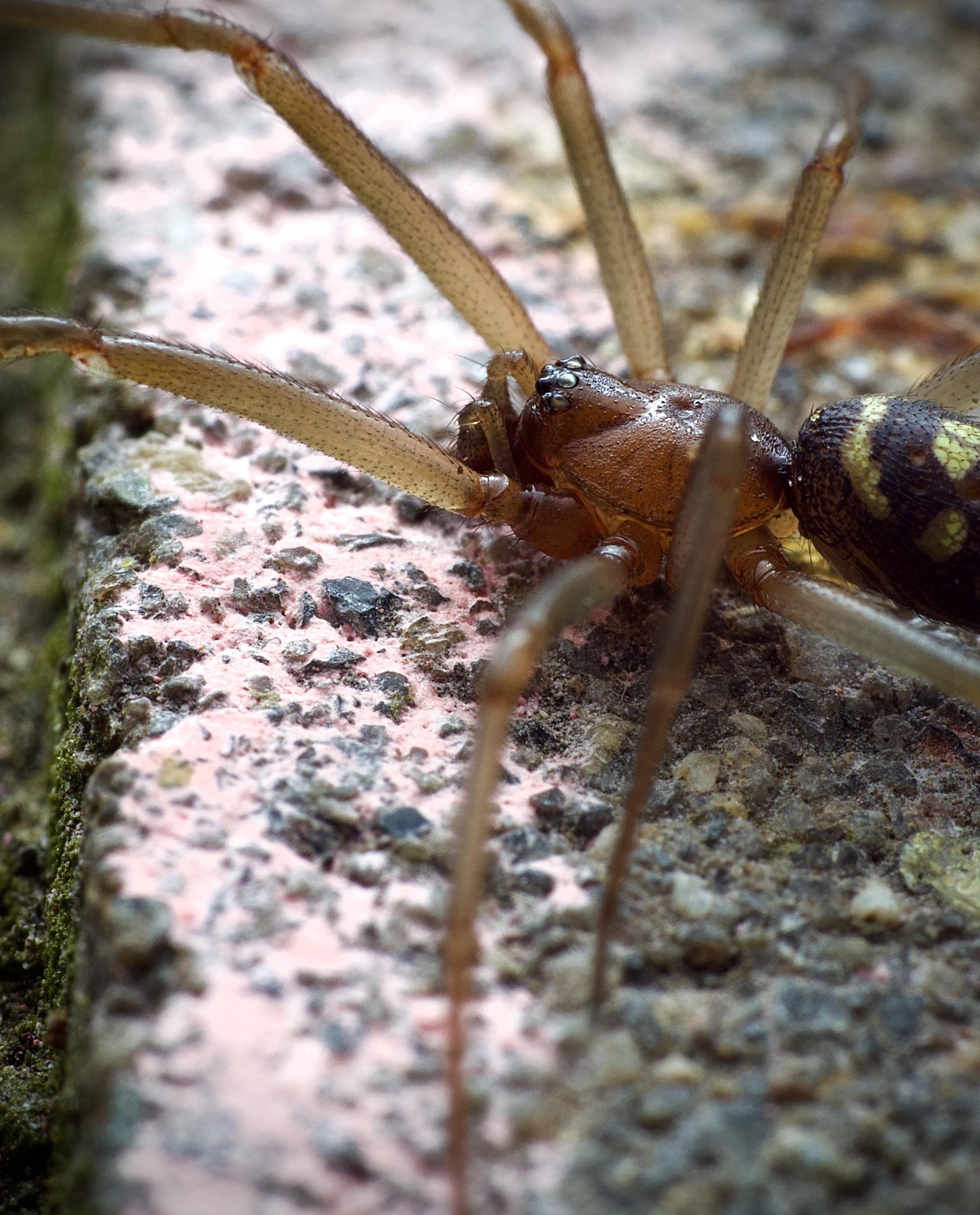 Cupboard Spider