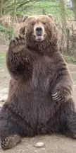 This Cute Grizzly Bear 🐻 