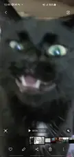 Blurry picture of a cat
