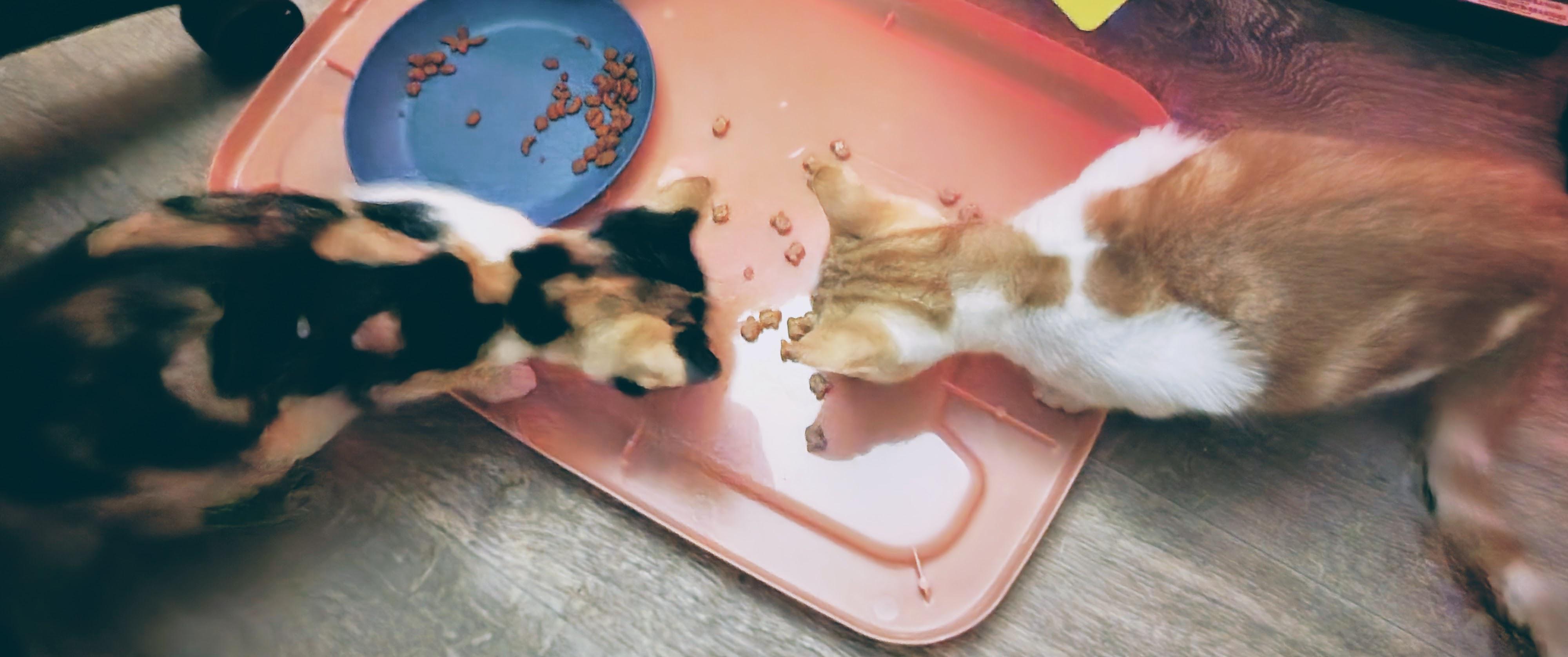 My hungry highway kitties are feeling more at home with snacks-n-dinner!