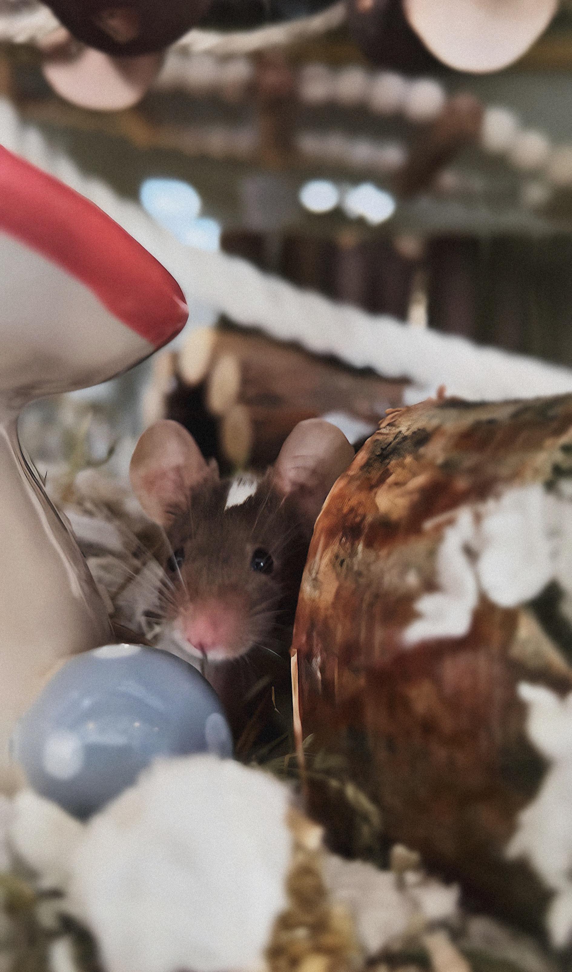 big ears small mouse 🐭