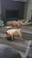 does anybody else's pug LOVE watermelon 🍉?!?